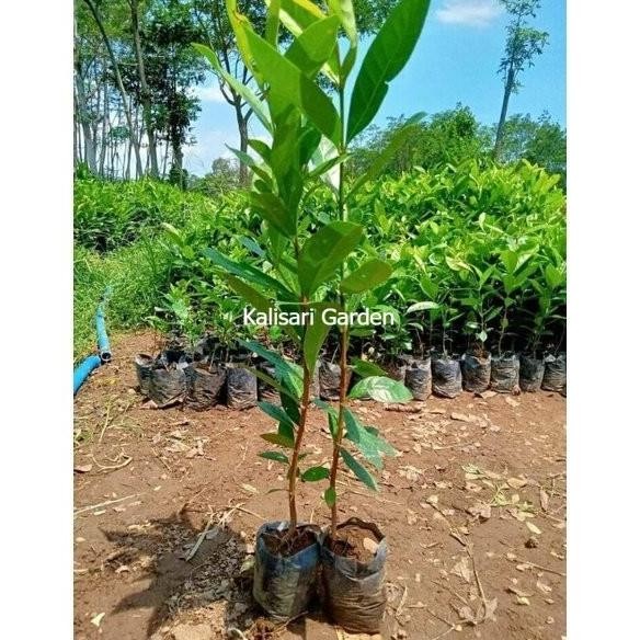 

Terlaris Bibit Pohon Buah Tanaman Daun Salam Aww