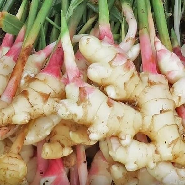 

Terlaris Victory Seed Umbi Bibit Jahe Emprit (Isi 1000 Gram)