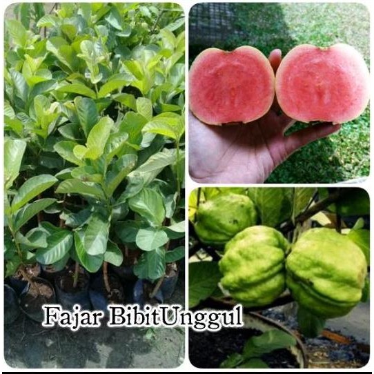 

Terlaris Bibit Jambu Sukun Merah Non Biji