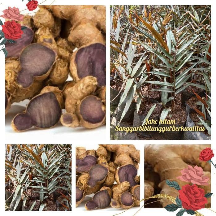 

Terlaris Bibit Tanaman Jahe Hitam Kondisi Siap Tanam Dan Bagus Buat Tabulampot.