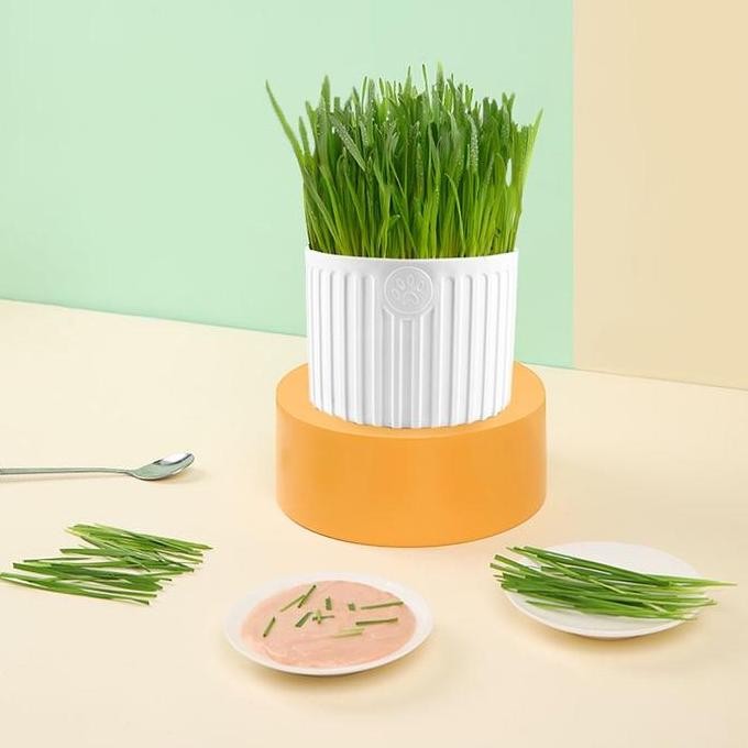 

Terlaris Paket Tumbuh Benih Gandum Premium Rumput Kucing Cat Grass Microgreen