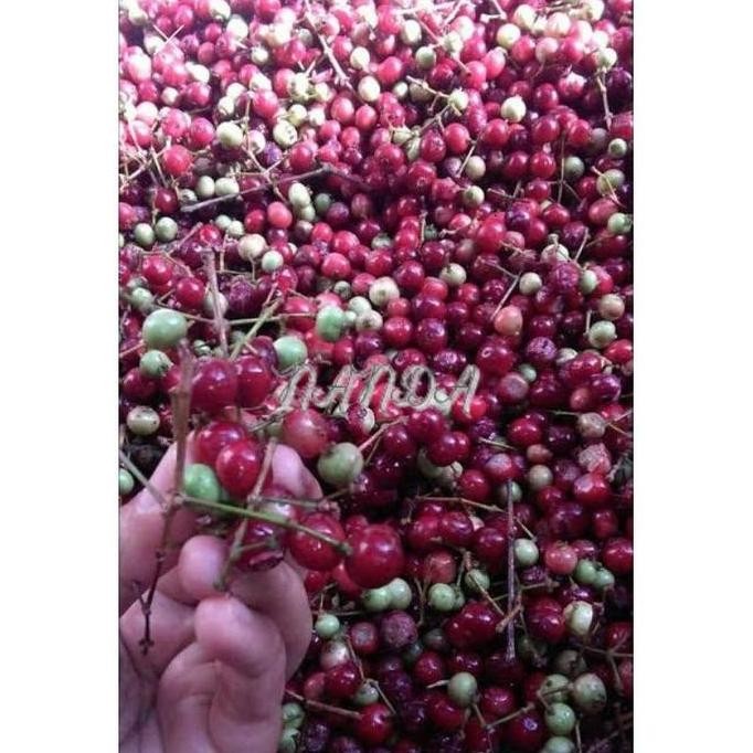 

Terlaris Super Best Bibit Tanaman Buah Daun Salam Super Genjah Pohon Buah Daun