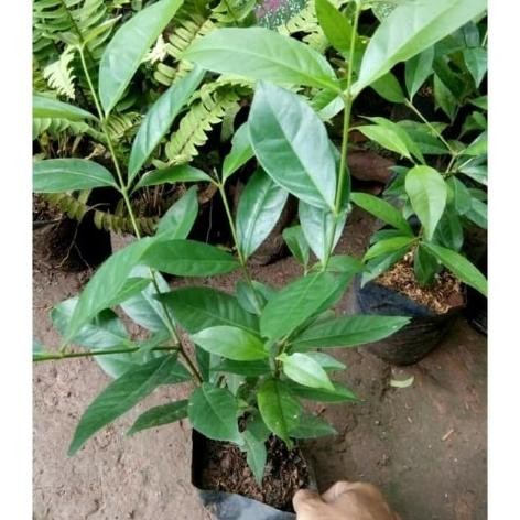 

Terlaris Pohon Salam Tinggi 80Cm , Tanaman Daun Salam, Pohon Salam Unggul Bibit Tanaman Super Unggul Asli Original