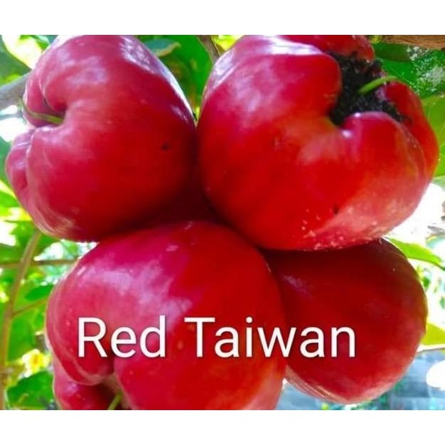 

Terlaris Bibit Jambu Red Taiwan Import Stek Okulasi Cepat Berbuah