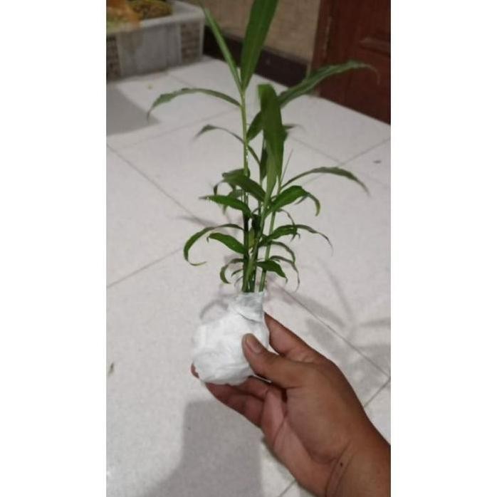 

Terlaris Bibit Jahe Gajah Semai Siap Tanam Super