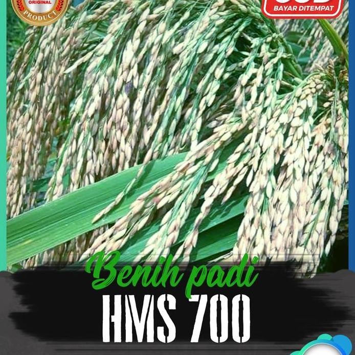 

Terlaris Benih Padi Hms700 5Kg
