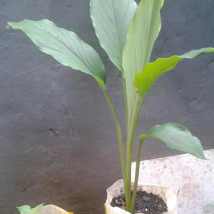 

Terlaris Pohon Kunyit Sayur / Bibit Tanaman Kunyit Sayur' Koneng Kunir