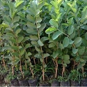 

Terlaris Bibit Buah Jambu Sukun Kristal - Tinggi 60Cm