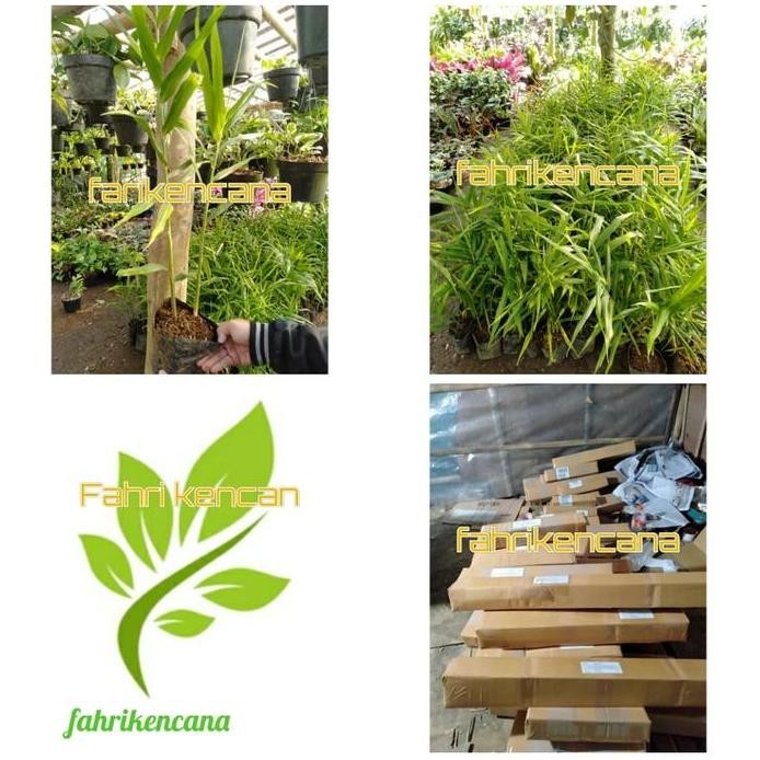 

Terlaris 10 Paket Tanaman Bibit Jahe Merah/Bibit Tanaman Herbal Jahe