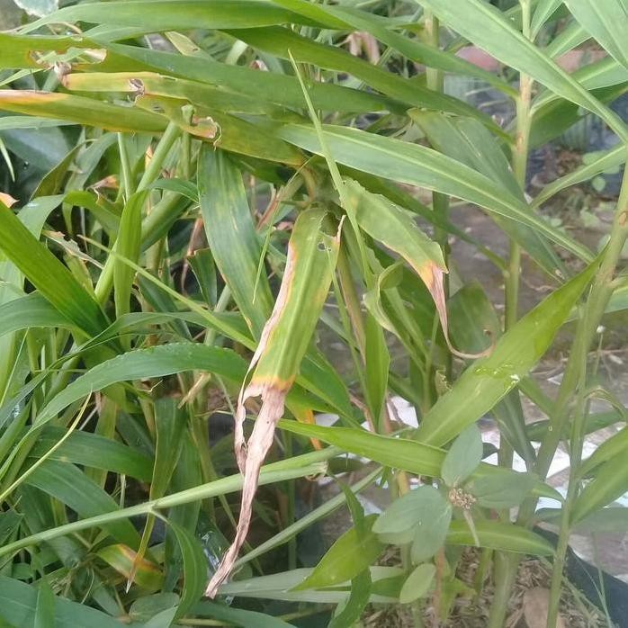 

Terlaris Paket 6 Bibit Tanaman Jahe Merah