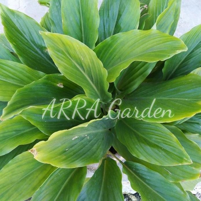 

Terlaris Bibit Kunyit Hitam Kaempferia Parviflora Black Ginger Asli Thailand