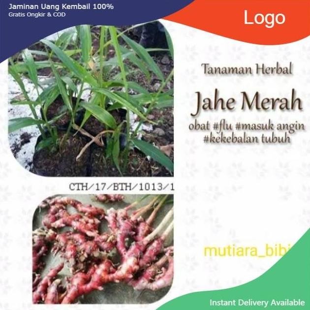 

Terlaris Bibit Jahe Merah Super Murah Siap Tanam