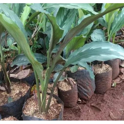 

Terlaris Bibit Kunyit Putih / Benih Tanaman Kunyit Putih