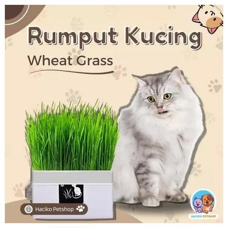 

Terlaris Rumput Kucing Paket Tumbuh Benih Gandum Premium Cat Wheat Grass