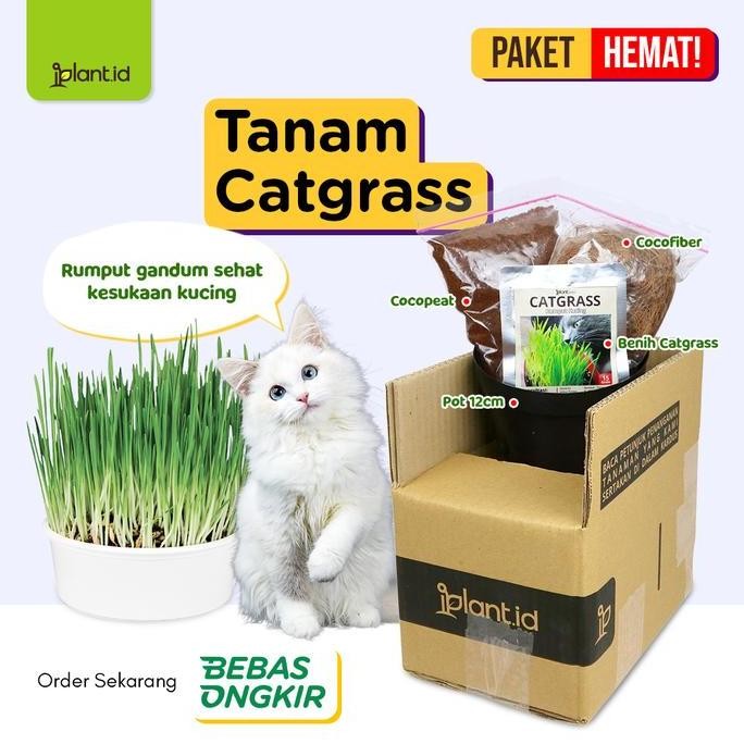 

Terlaris Paket Biji Rumput Gandum, Rumput Kucing, Benih Catgrass + Media + Pot