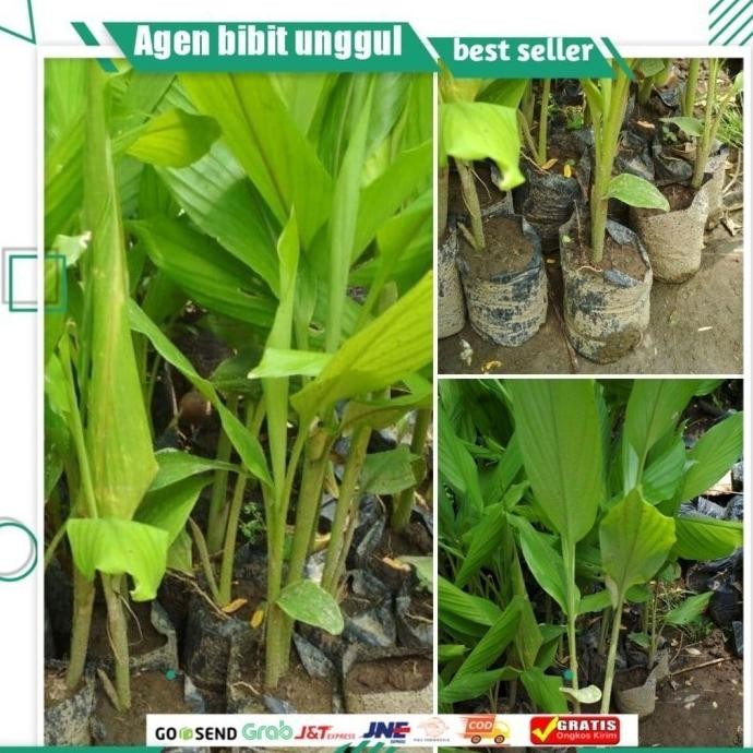 

Terlaris Bibit Tanaman Kunyit Unggul