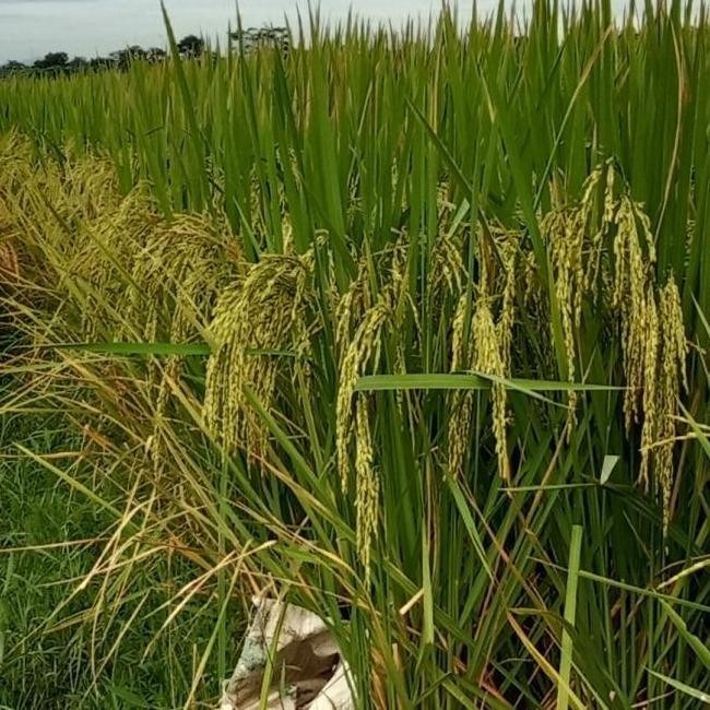 

Terlaris Benih Padi Padaherang 02 5Kg Bibit Padi Unggul