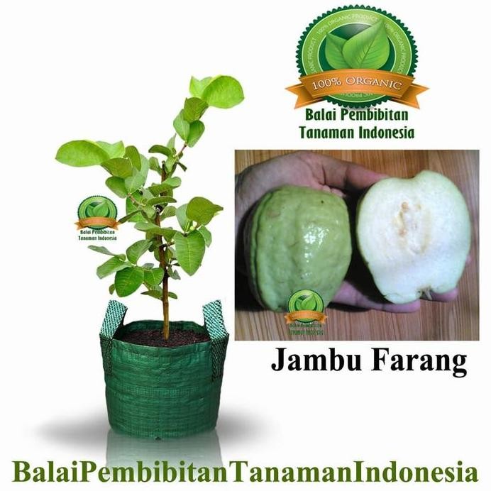 

Terlaris Bibit Jambu Farang / Bibit Buah / Tanaman