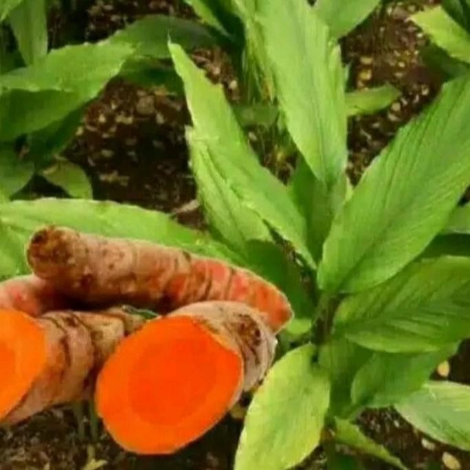 

Terlaris Bibit Tanaman Kunyit ( Kuning) Sayur Siap Tanaman