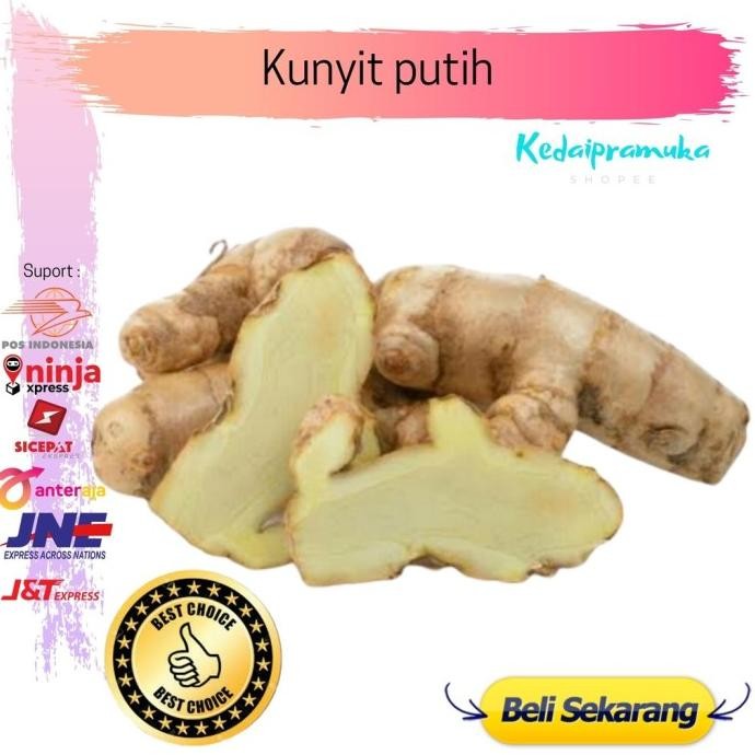 

Terlaris Yg4 Kunyit Putih / Kunir Putih / Kunyit Putih Segar / Bibit Kunyit /