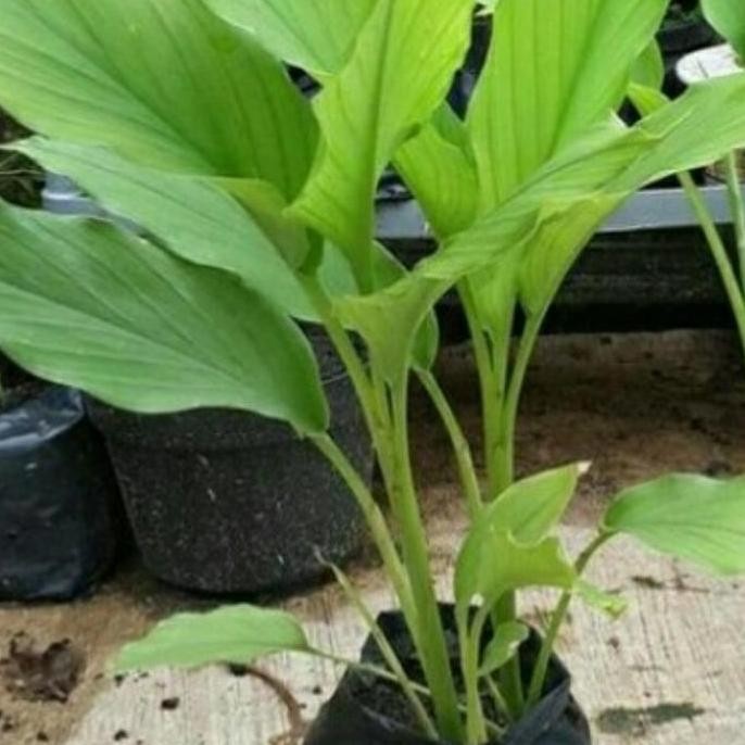 

Terlaris Bibit Pohon Kunyit Putih/Temu Putih