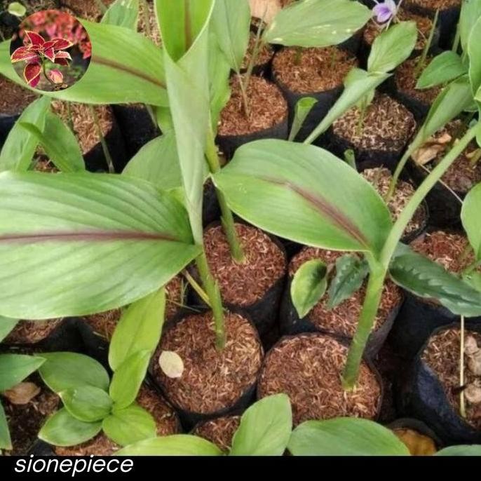 

Terlaris Jual Bibit Tanaman Rempah Kunyit Putih/Temu Putih