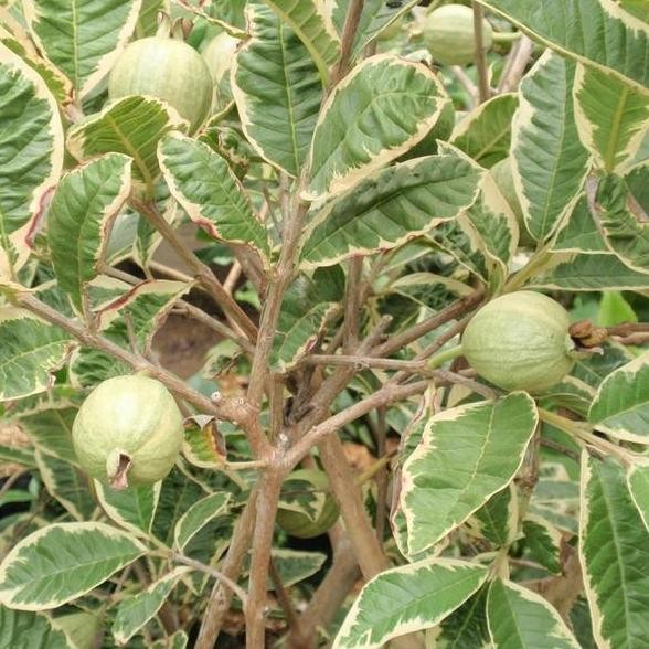 

Terlaris Bibit Buah Jambu Biji Variegata - Tinggi 50Cm