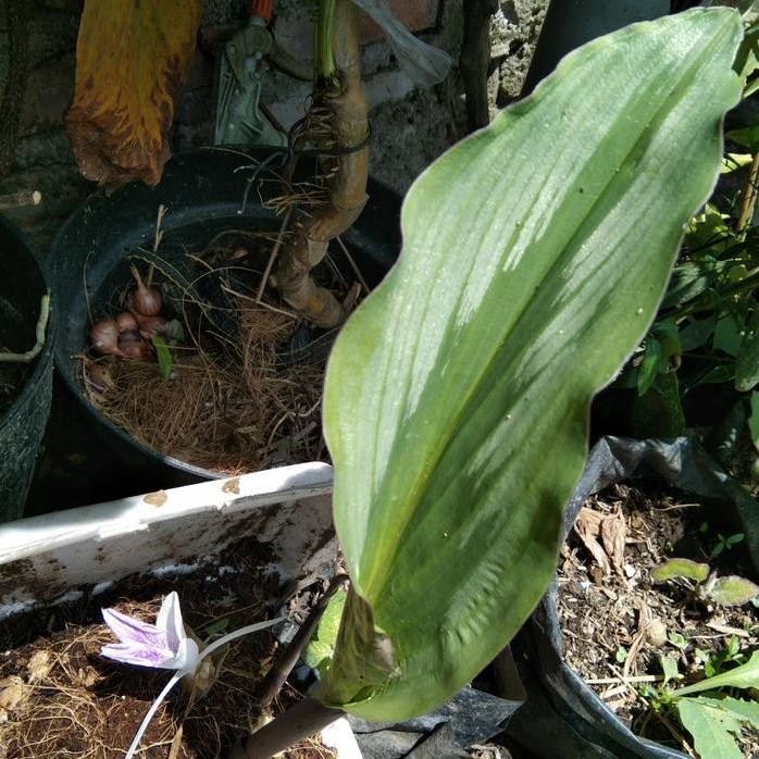 

Terlaris Bibit Kunyit Putih Kunci Pepet Kunir Puteh Kaempferia Rotunda