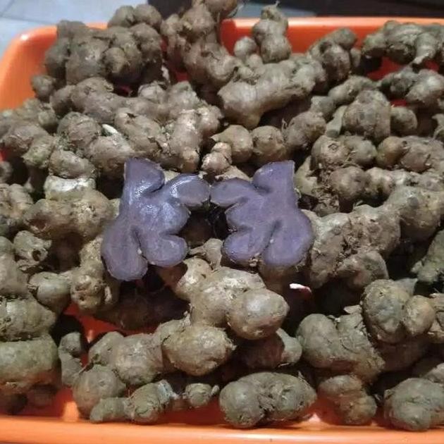 

Terlaris Bibit Rimpang Umbi Kunyit Hitam Original 100G