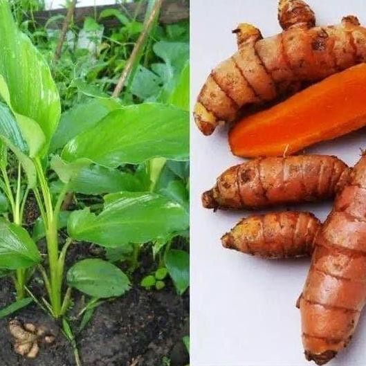 

Terlaris Bibit Kunyit/Tanaman Herbal Kunyit Tinggi 20-30 Cm