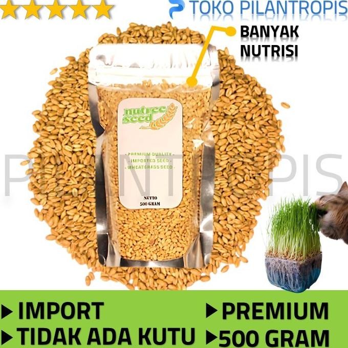 

Terlaris Benih Wheatgrass 500Gr Bibit Rumput Gandum Biji Cat Grass