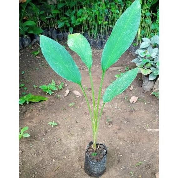 

Terlaris Bibit Kunyit Putih Siap Tanam (Beli 5 Gratis 1)