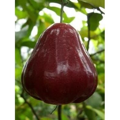 

Terlaris Bibit Tanaman Buah Jambu Air Kingrose Unggul