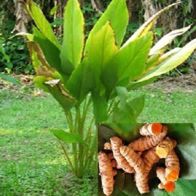 

Terlaris Bibit Kunyit - Tanpa Media Tanam