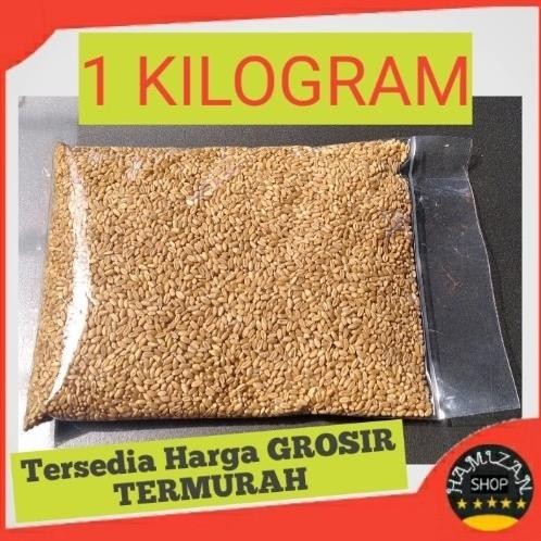 

Terlaris Catgrass Seed Import/Wheatgrass/Benih Rumput Gandum Isi 1 Kilogram