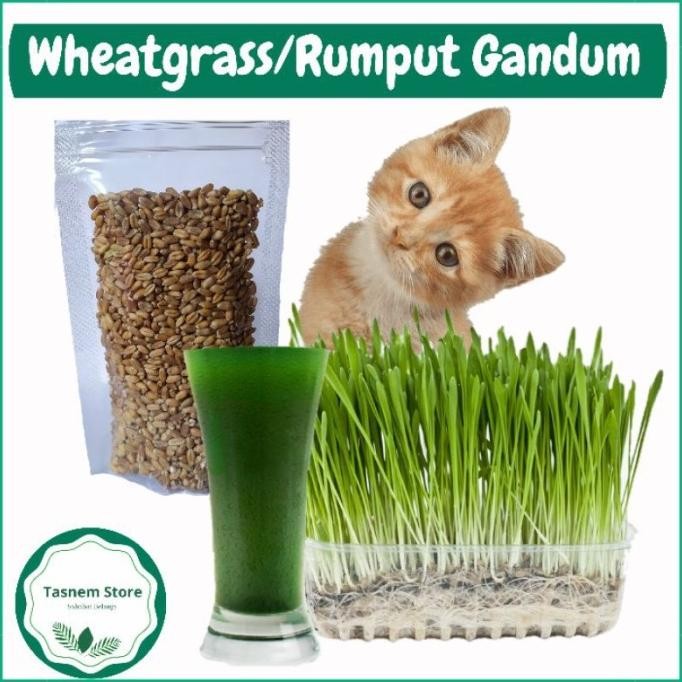 

Terlaris Benih Bibit Kucing Biji Gram Gandum Organik Tanaman Rumput 100 Benih W