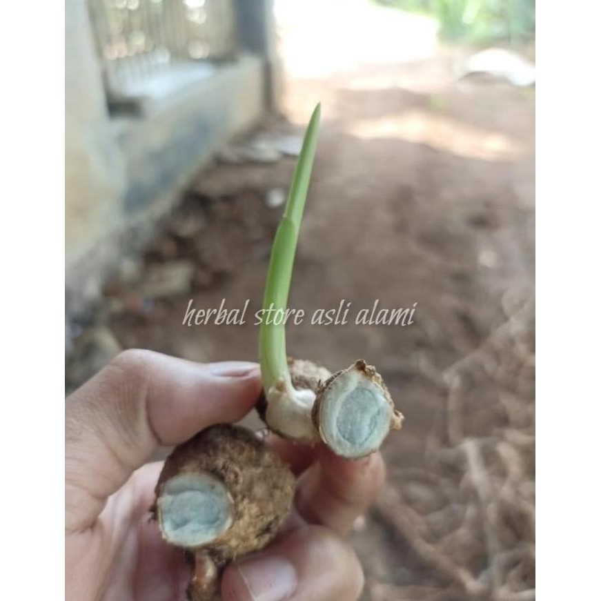 

Terlaris Paket 10 Bibit Tunas Tanaman Kunyit Hitam/Temu Hitam Sudah Tumbuh