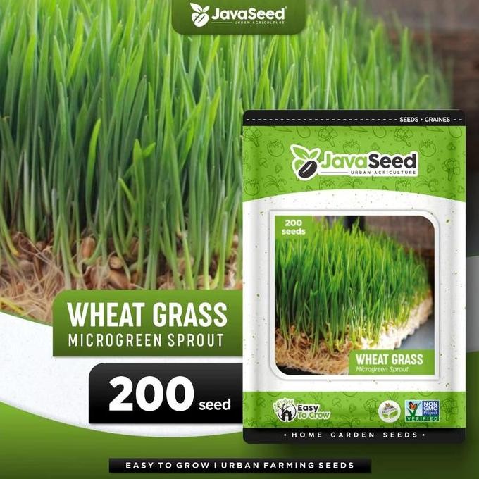 

Terlaris Benih Microgreen Rumput Gandum Durum Wheat Grass 1000 Benih