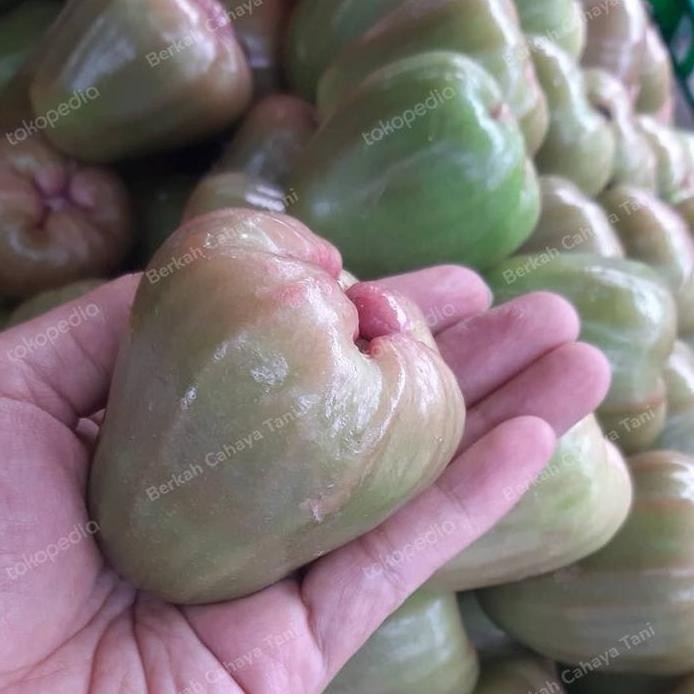 Terlaris Bibit Tanaman Jambu Air Cincalo Hijau-Pohon Buah Jambu Cincalo Hijau