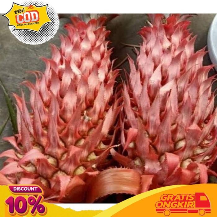 

Terbaik Buah Nanas Merah / Nanas Muda Nanas Hutan Perbuah