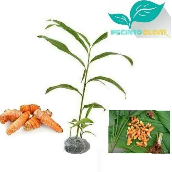 

Terlaris Bibit Tanaman Kunyit Kuning/Tanaman Herbal