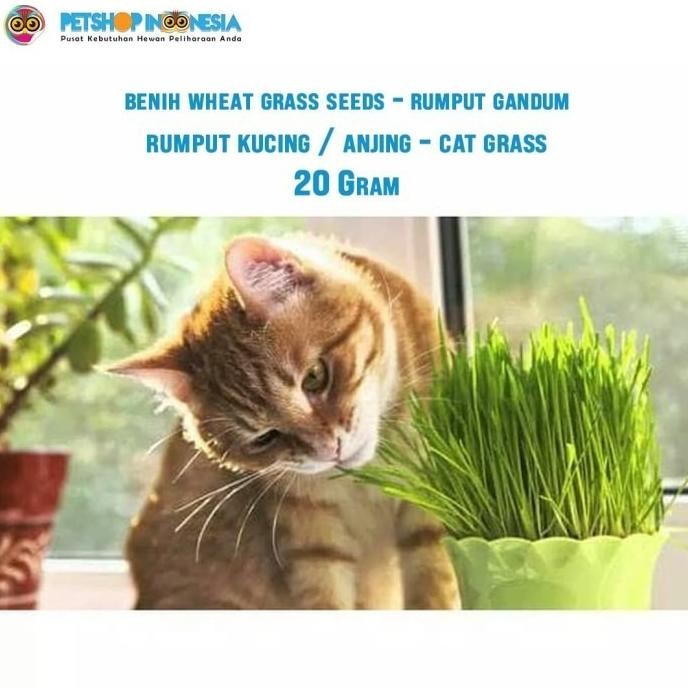 

Terlaris Benih Wheat Grass Seeds Rumput Gandum Rumput Kucing Anjing - Cat Grass