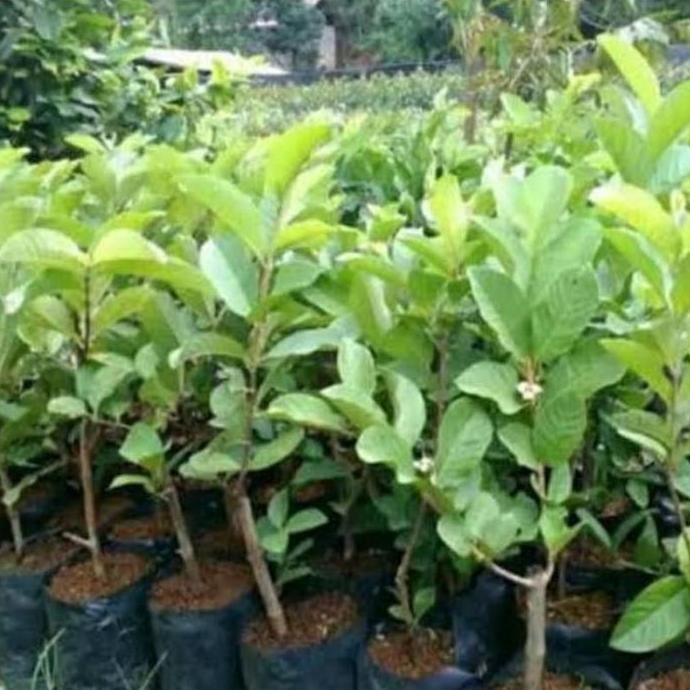 

Terlaris Bibit Pohon Jambu Kristal Berbunga Tanaman Jambu Kristal Tanpa Biji