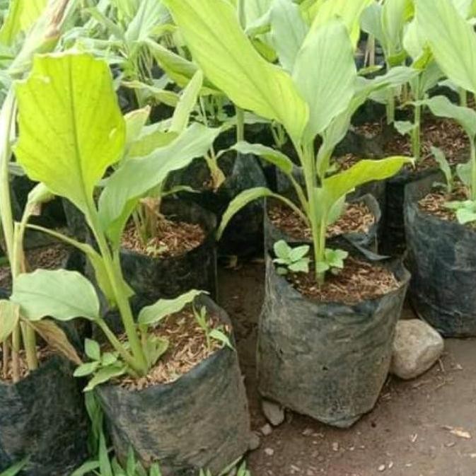 

Terlaris Jual Bibit Kunyit Kuning/Kunir Kuning/Bibit Pohon Kunyit Kuning Siap Tanam