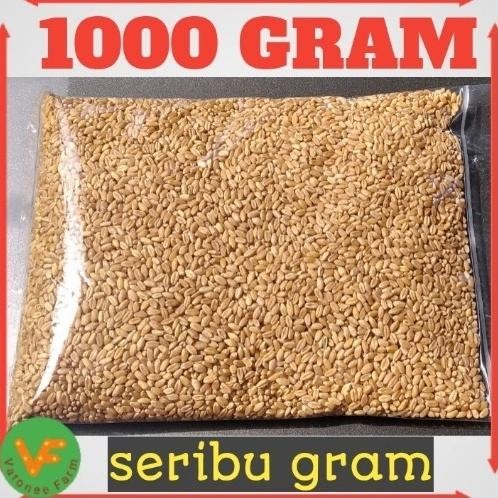 

Terlaris Catgrass Wheatgrass Benih Gandum Utuh 1 Kilogram