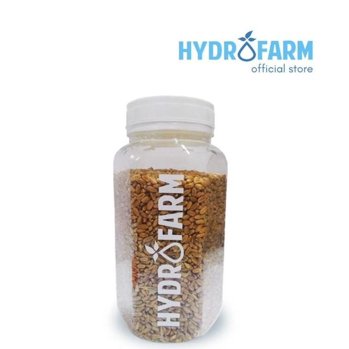 

Terlaris Benih Bibit Rumput Gandum