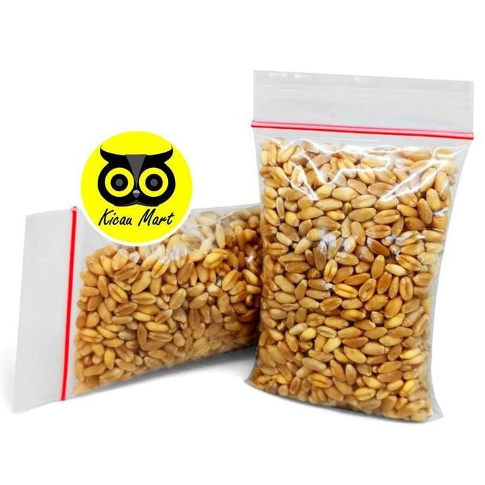 

Terlaris Benih Biji Rumput Gandum 50Gr Makanan Kucing Kitten Cat Grass Wheat Grass Microgreen Seed Bibit Biji Gandum Rumput Kucing Allshop