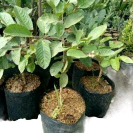 

Terlaris Bibit Jambu Biji Kristal Merah Cangkok
