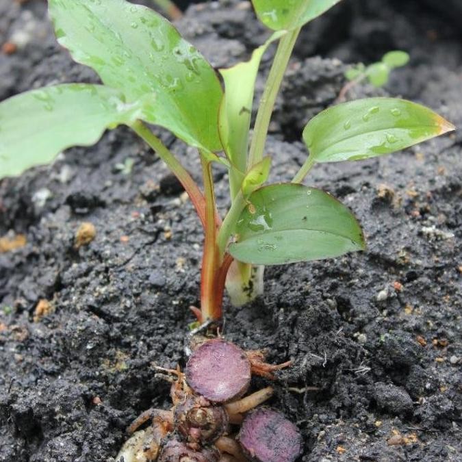 

Terlaris Bibit Tanaman Herbal Kunyit Hitam Asli/Temu Ireng Berkualitas Unggul