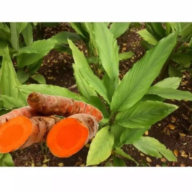 

Terlaris Bibit Tanaman Kunyit Kuning Kunir - Tanaman Herbal Kunyit Kuning